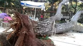 Mesire Alanındaki 70 Yıllık Çam Ağacı Devrildi