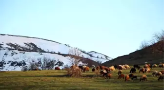 Çözüm Süreci Dağlara Huzur Getirdi