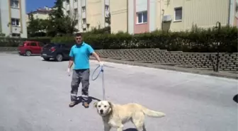 Ekipler Günde 30 Köpek Topluyor