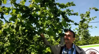 Örnek Fındık Bahçesi Uygulaması