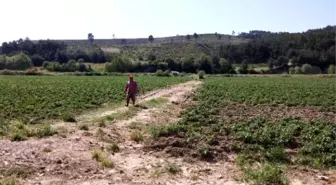 Patates Üreticileri İthalat İstemiyor