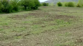 Domuzlar Tarladaki Ekinleri Zarar Verdi