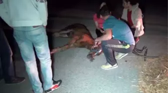 Kamyondan Atlayan Atlar, Trafik Kazasına Yol Açtı