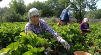 Çilek Üreticisinin Yüzü, Yüksek Fiyata Rağmen Gülmedi