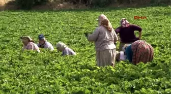 İzmir Türkiye'nin En Önemli Çilek Merkezlerinden Emiralem'de, Fiyat İyi Rekolte Düşük