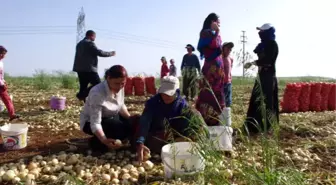 HDP Adayları İlçelere Dağıldı