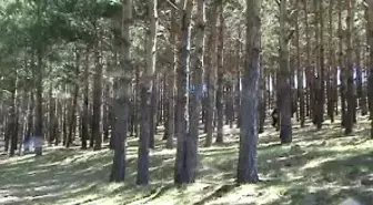 Bu Mantarın Kilosu 600 Lira