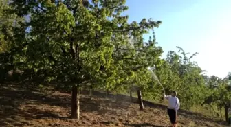 Kiraz ve Vişne Bahçelerinde Zirai Mücadele