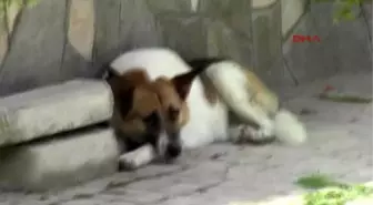 İznik'te Sokak Köpeği 7 Yaşındaki Çocuğun Yüzünü Isırdı