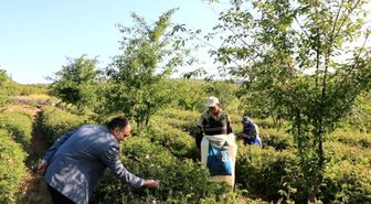Isparta'da Yılın İlk Gül Hasadı