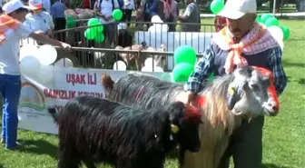 En İyi Besi Hayvanı' Yarışması