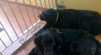 Türkiye'den Sahiplendiği Köpeğe 3 Yıldır Gözü Gibi Bakıyor