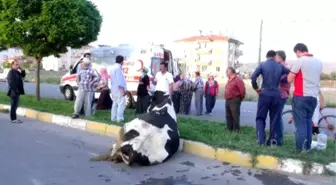 İneğini Yaralı Gören Kadın Fenalaştı