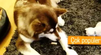 Bu Köpeğin 2 Altın Apple Watch'u ve Sosyal Ağ Üyelikleri Var!