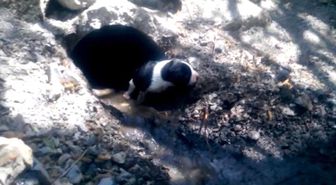 Ağrı'da Bir Köpeğin Yavrularını Kurtarma Çabası Hayrete Düşürdü