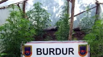 Burdur'da 63 Kök Kenevir Bitkisi Ele Geçirildi