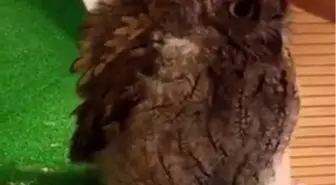 Kendini Sevdirmek İçin Can Atan Baykuş!