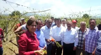 CHP'li Milletvekili ve Adayları Doludan Zarar Gören Çiftçiyi Dinledi