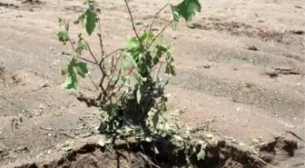 Sel ve Dolu, Nevşehir'de Çiftçiyi Vurdu