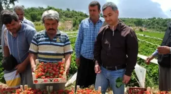 Silifke'de Yaylalarda Domatese Alternatif Çilek Ekildi