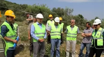 Ormancılar Yabani Zeytinleri Aşılıyor