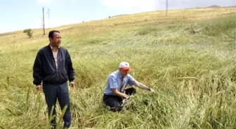 Kırıkkale'de Sağanak ve Dolu Yağışının Yaraları Sarılıyor