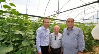 Yatağan'da Seracılık Gelişiyor