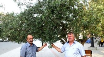 Zeytinyağı Fiyatlarında Düşüş Beklenmiyor