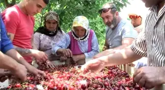 Denizli'de Kirazı Yağmur Vurdu