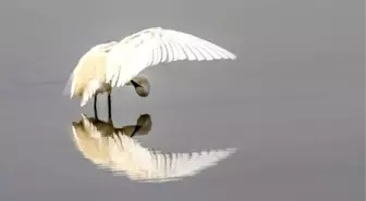 Doğaseverler, 'Cennet'i Hem Çizdi Hem Fotoğrafladı