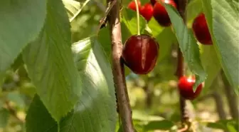 Denizli'de Kirazı Yağmur Vurdu