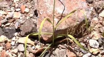 Tunceli Sarımsağını Koparana, Satana 38 Bin TL Ceza