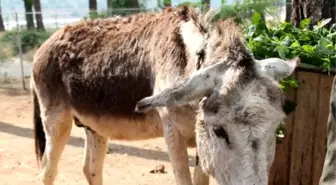 Yaşlı Eşeğini Ölüme Terk Etti