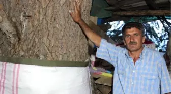 Orman Bekçisi 25 Yıldır Ağaç Evinde Yaşıyor
