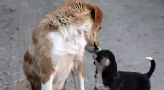 Annelerinin Terk Ettiği Yavru Köpeklere Başka Bir Köpek Sahip Çıktı