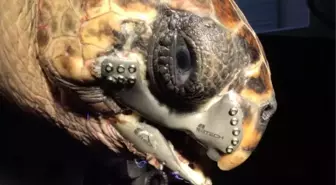 Caretta Carettaya '3d Çene Protezi' Ödül Getirdi