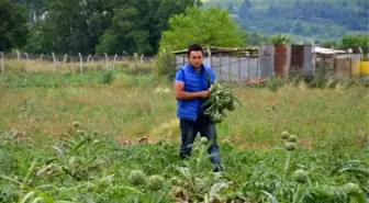 Enginar Yağmura Boyun Eğdi, Fiyatlar Uçtu