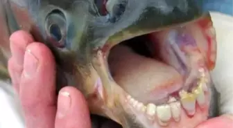 Fish With Human Teeth Found İn New Jersey