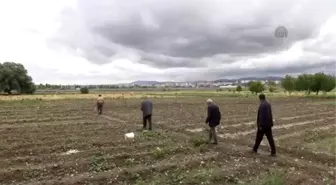 Cırgalan Biberini Dolu Vurdu