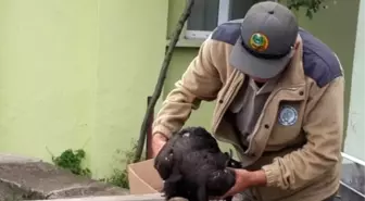 Yaralı Kara Akbaba Koruma Altına Alındı