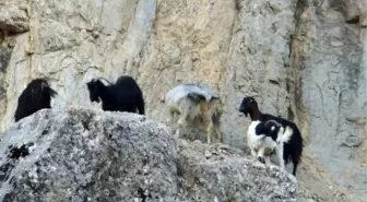 Kahramanmaraş'ta Keçi Kurtarma Operasyonu