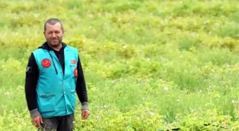Doğa Kıyımını Lavantayla Durdurdu