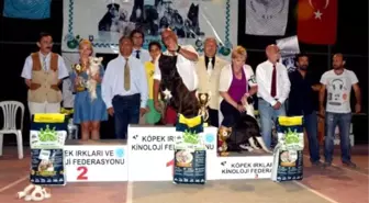 Bodrum'da Köpek Güzelleri