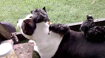 Hindi Yavruları Pitbullu Madara Etti