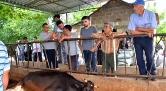 Elektrik Şirketi, İneklerin Akıma Kapılmasında İhmallerinin Olmadığını Açıkladı