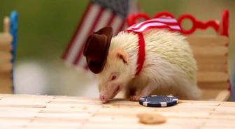 Hamsterların Yiyebileceği Boyutta Minik Yemeklerle Barbekü Partileri