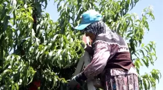 Özel-haber) Şeftaliyi Toplamaya Sahurda Başlıyorlar