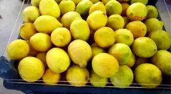 Erdemli - Limon, Üreticinin Yüzünü Güldürdü