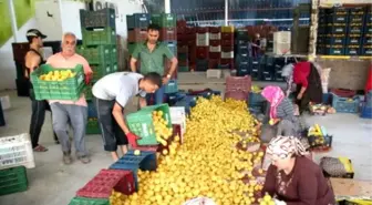 Limon, Üreticinin Yüzünü Güldürdü