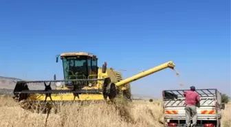 Tahıl Hasat Mevsiminde Sona Doğru